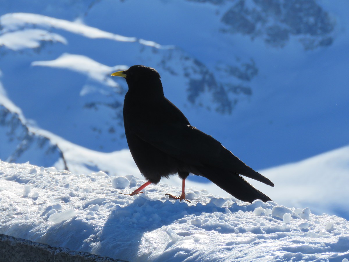 Yellow-billed Chough - ML146931621