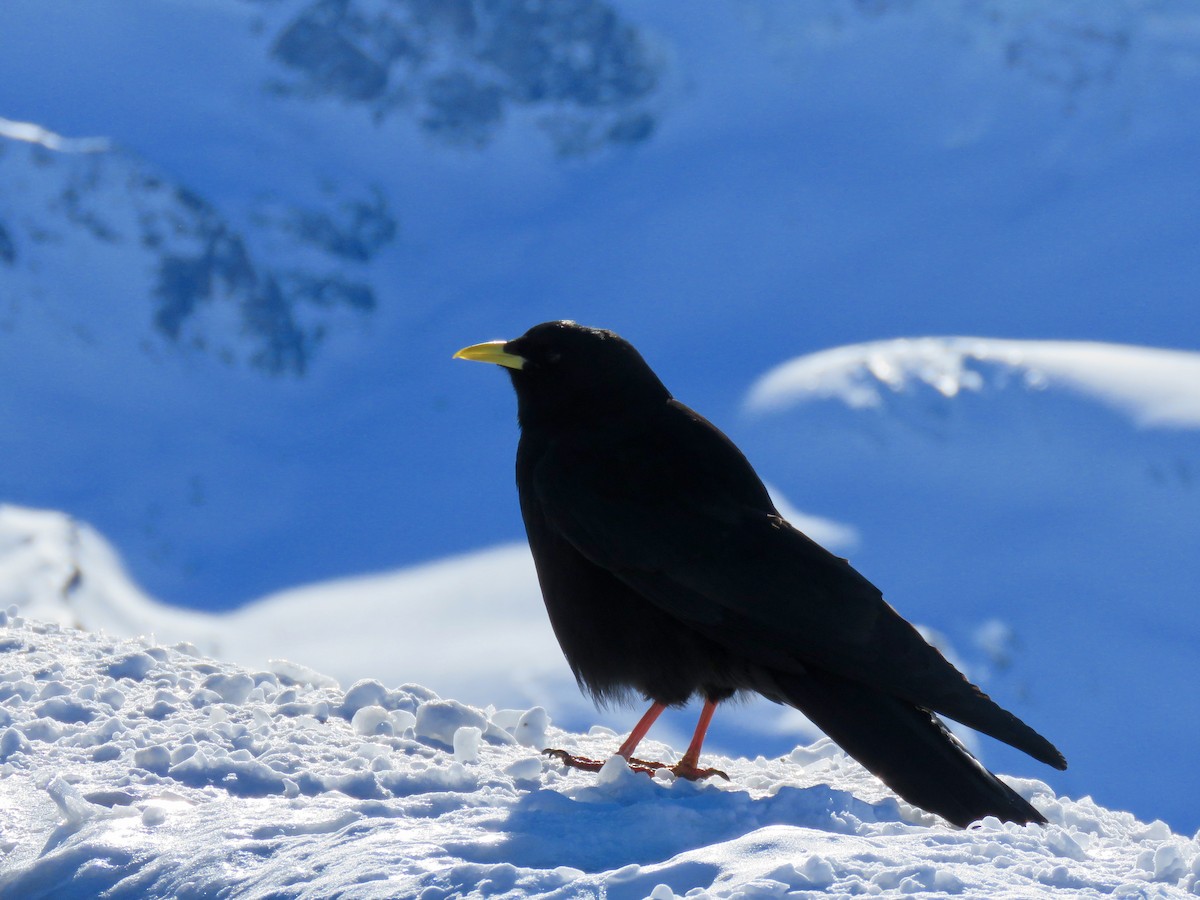 Yellow-billed Chough - ML146931631