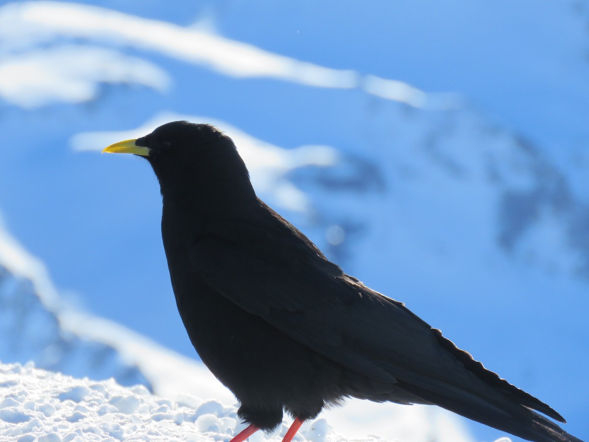 Yellow-billed Chough - ML146931651