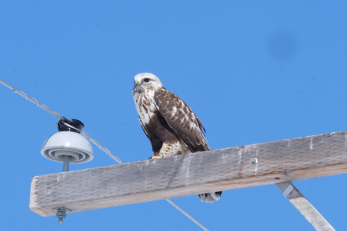 Rough-legged Hawk - ML146931691