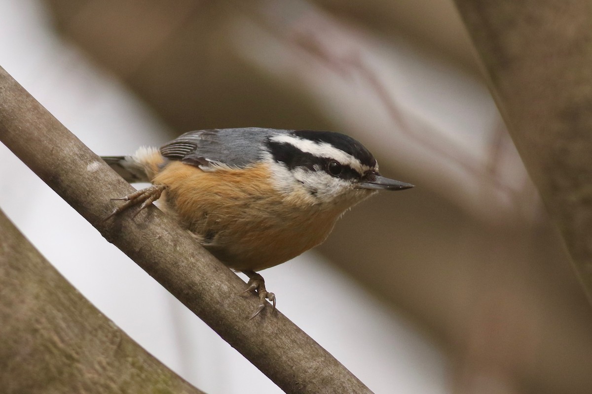 Red-breasted Nuthatch - ML146934991