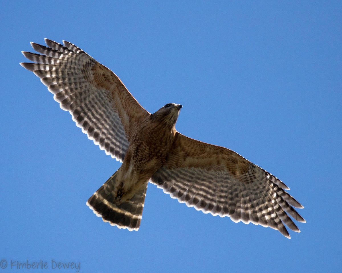Red-shouldered Hawk - ML146935011