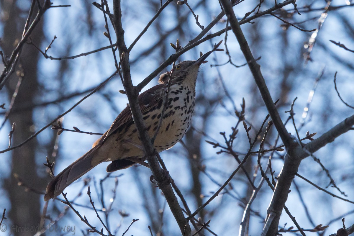 Brown Thrasher - ML146935191
