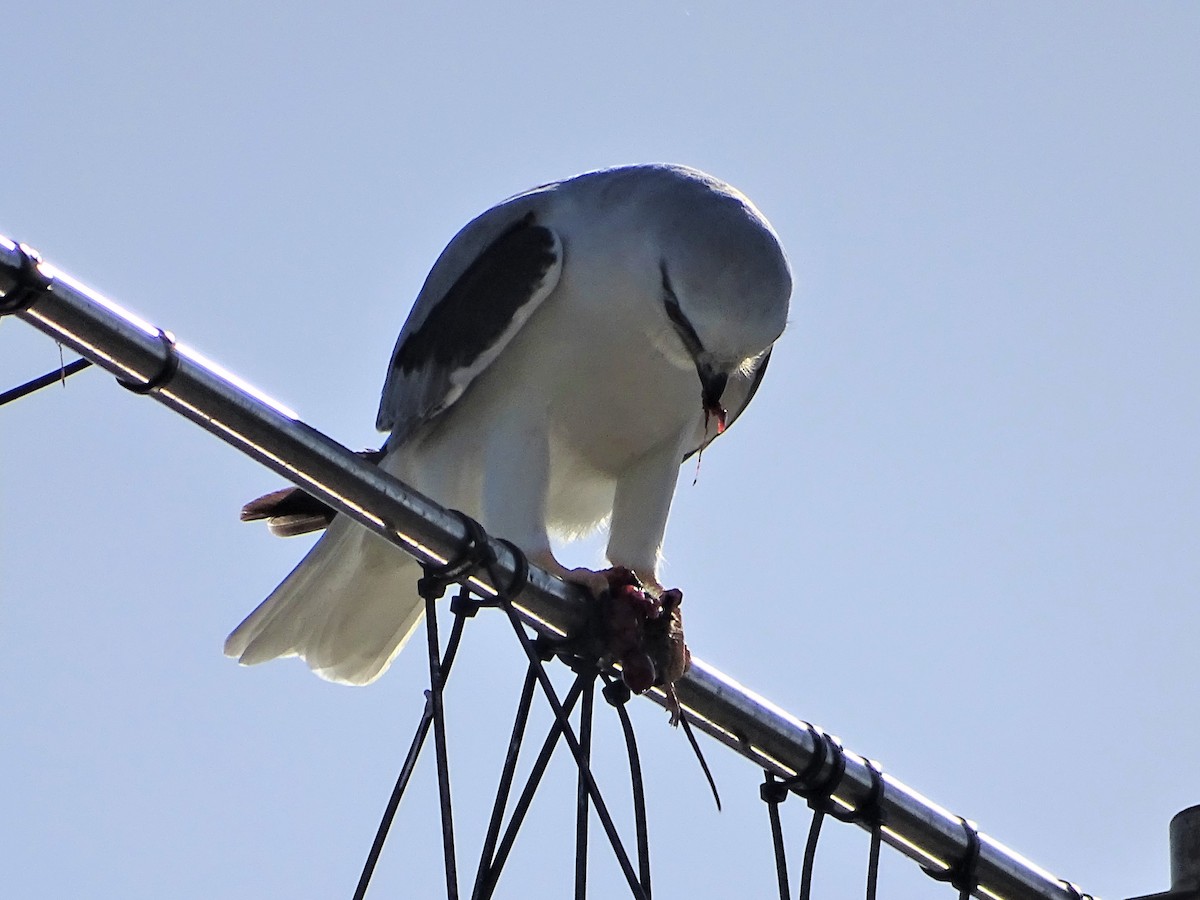 Black-shouldered Kite - ML146936331