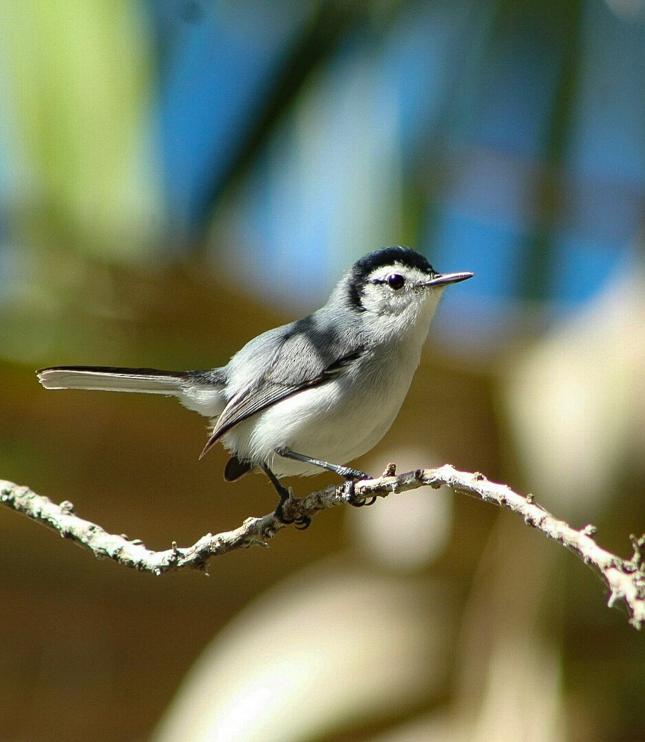 White-browed Gnatcatcher - Maye Guifarro