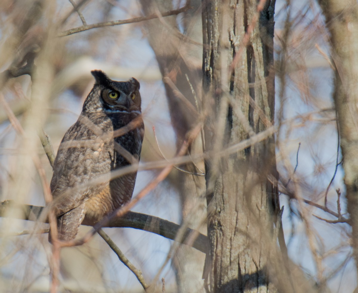 výr virginský - ML146942301