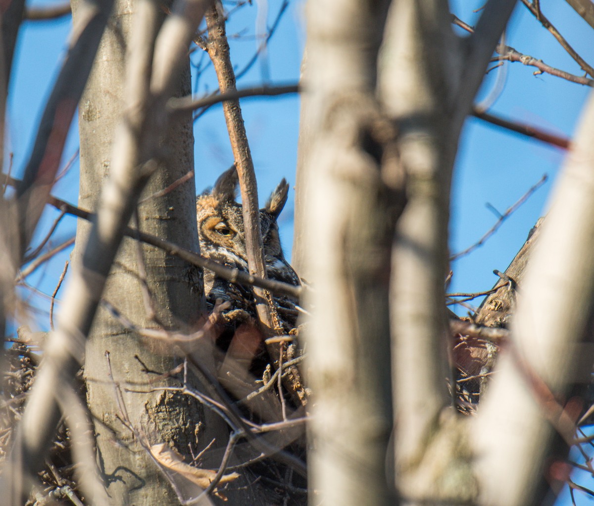 výr virginský - ML146942361