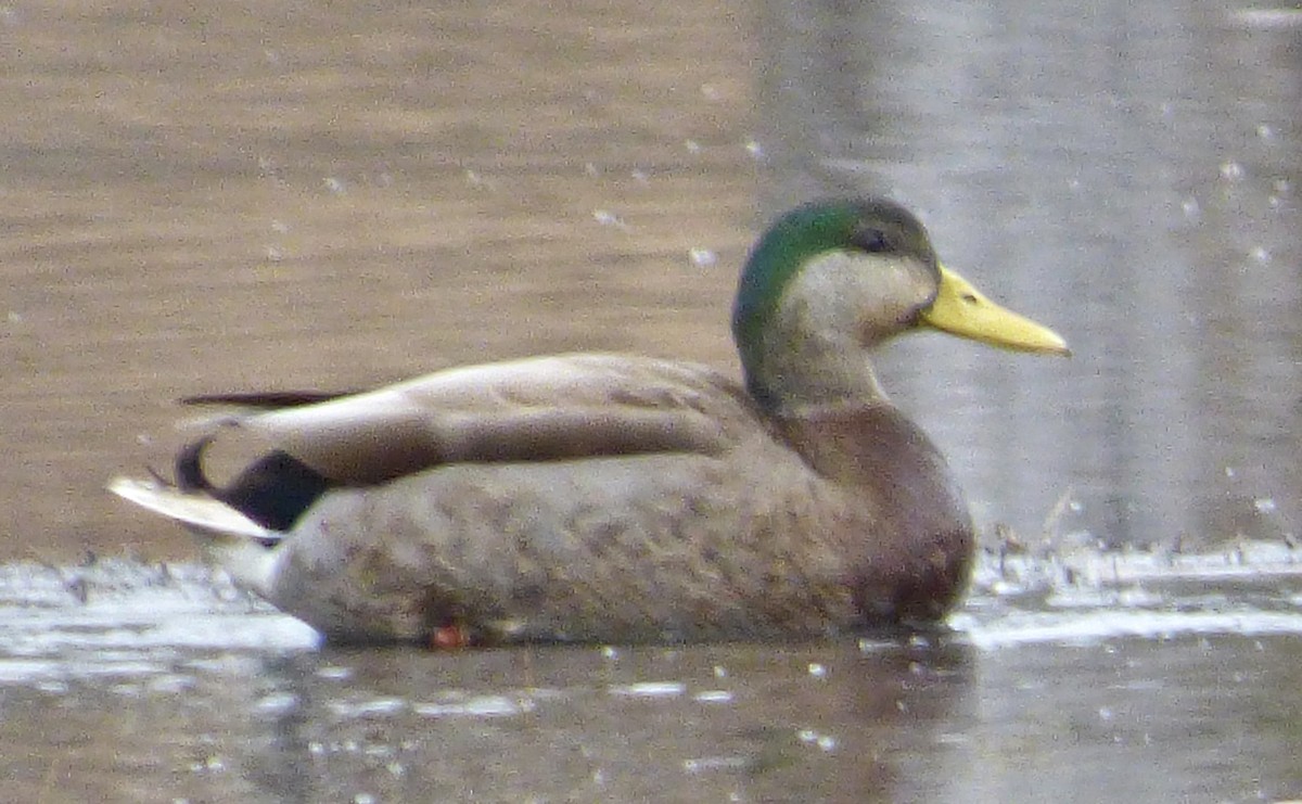 Mallard x American Black Duck (hybrid) - ML146942501