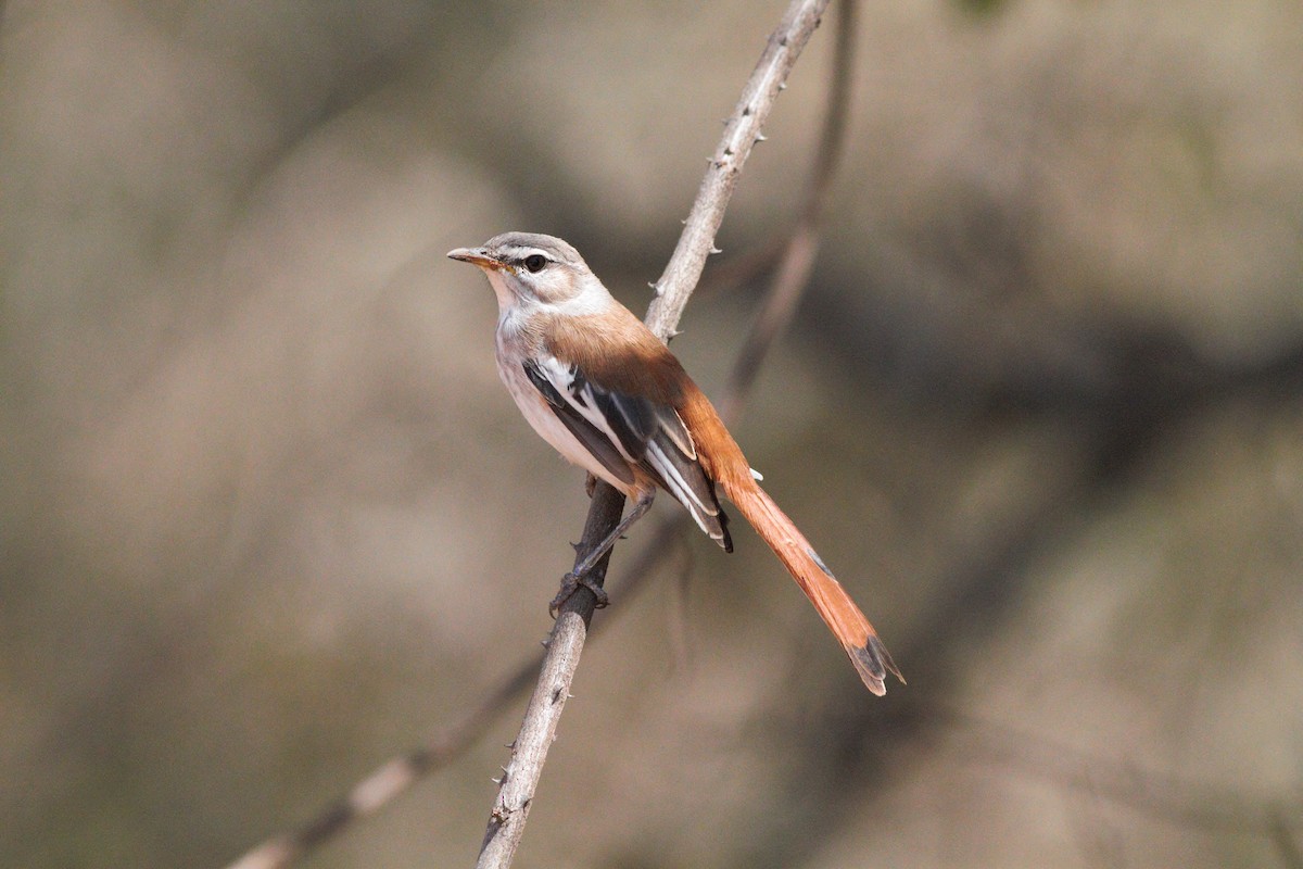 Red-backed Scrub-Robin - ML146943811