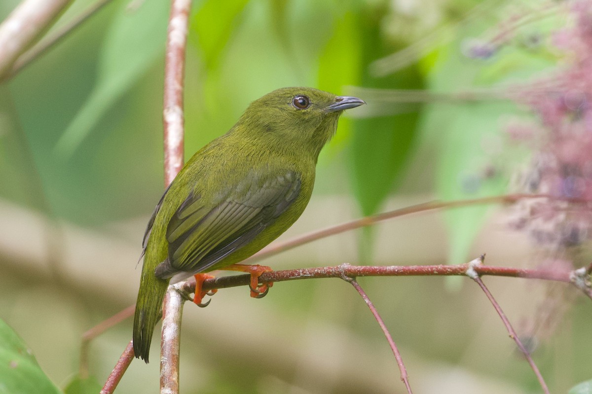 Golden-collared Manakin - ML146945911