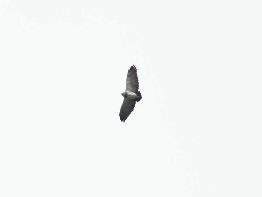 Black-chested Buzzard-Eagle - Christiana Fattorelli