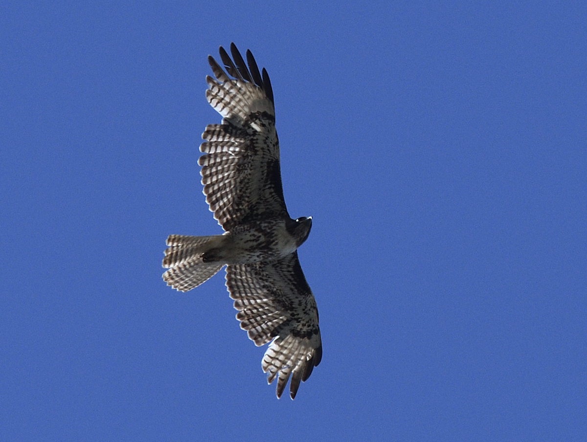 Red-tailed Hawk - ML146947271