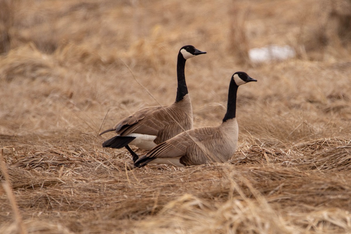 Canada Goose - Ellen Kowallis