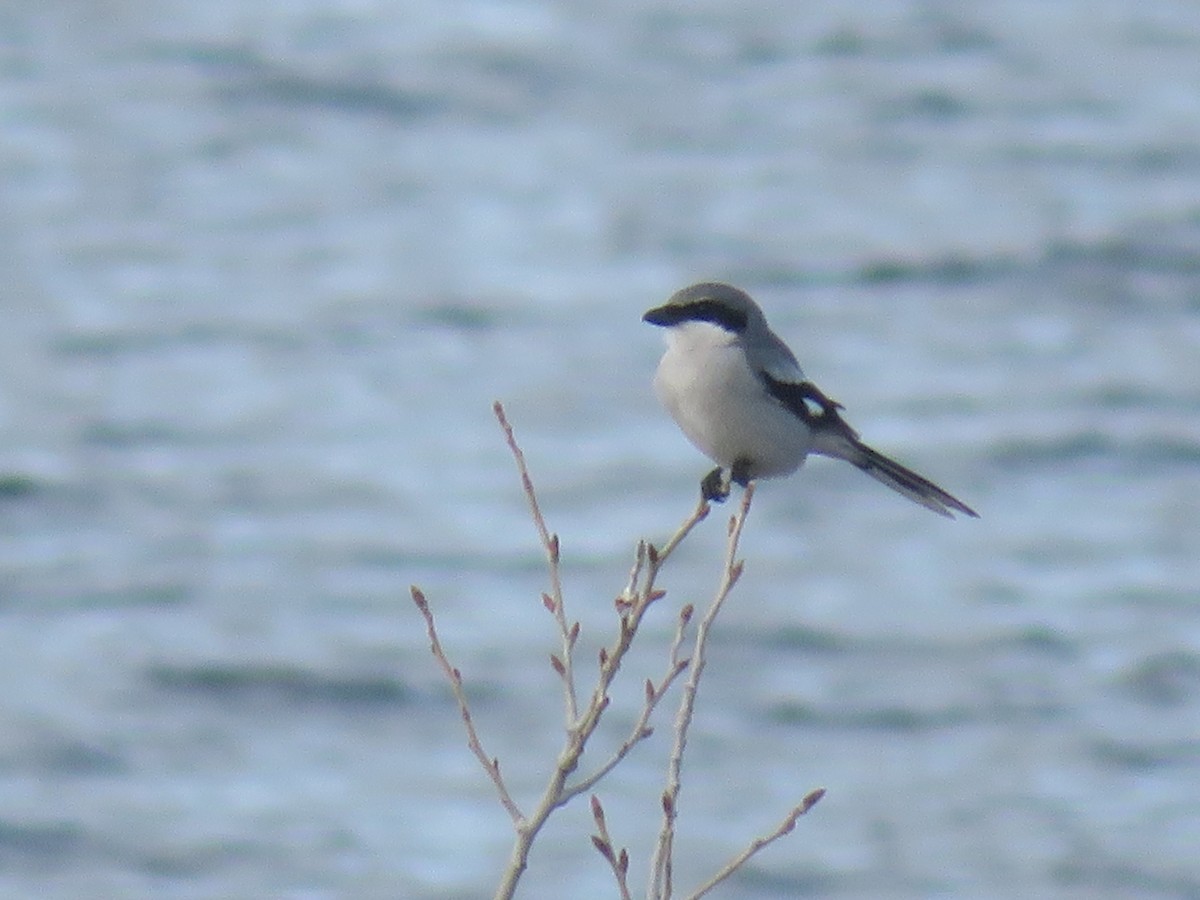 Loggerhead Shrike - ML146949771