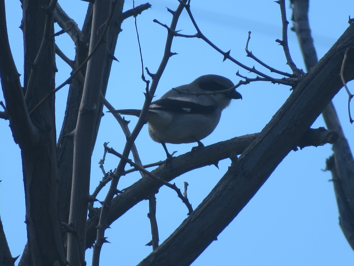 Loggerhead Shrike - ML146949781