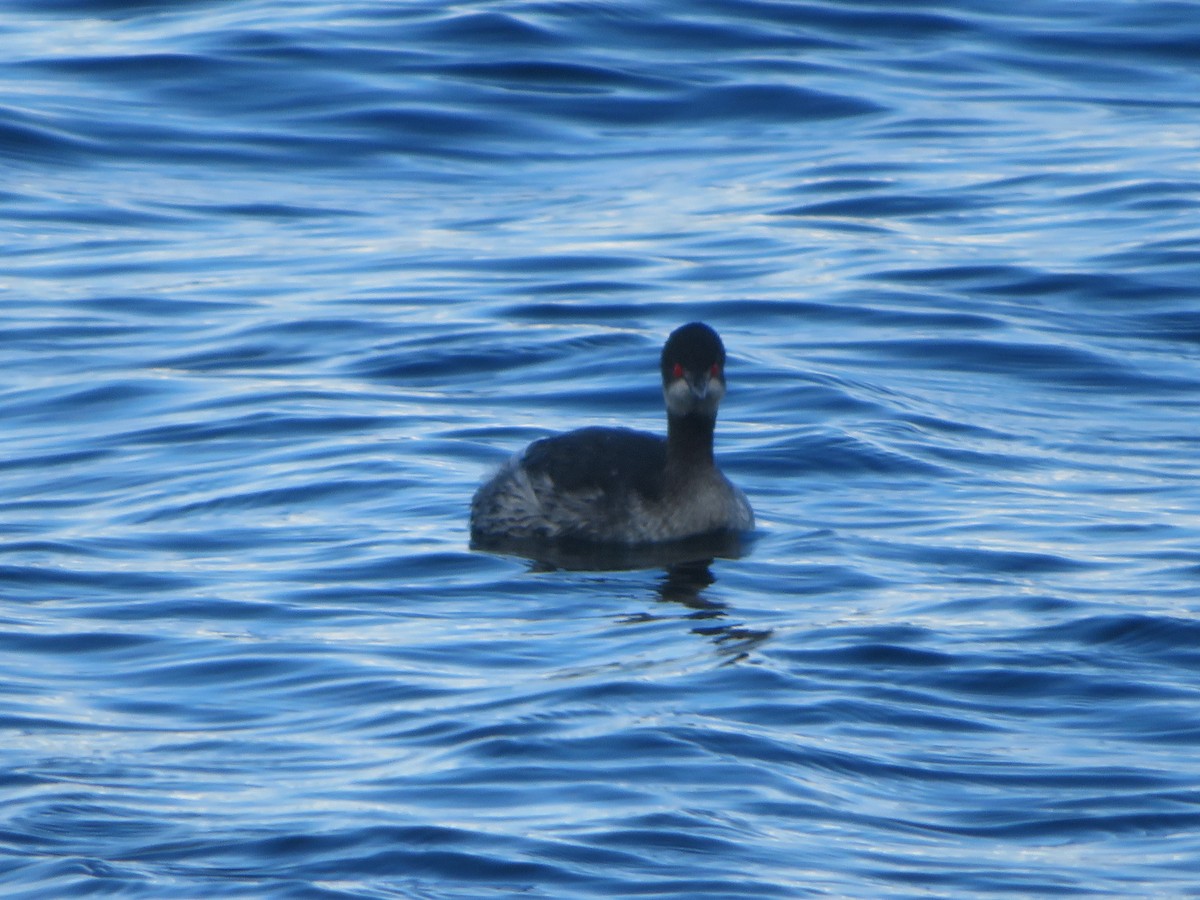 Eared Grebe - ML146949931