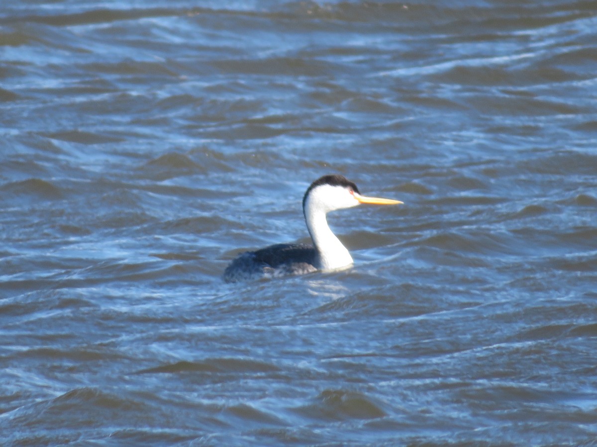 Clark's Grebe - ML146950441