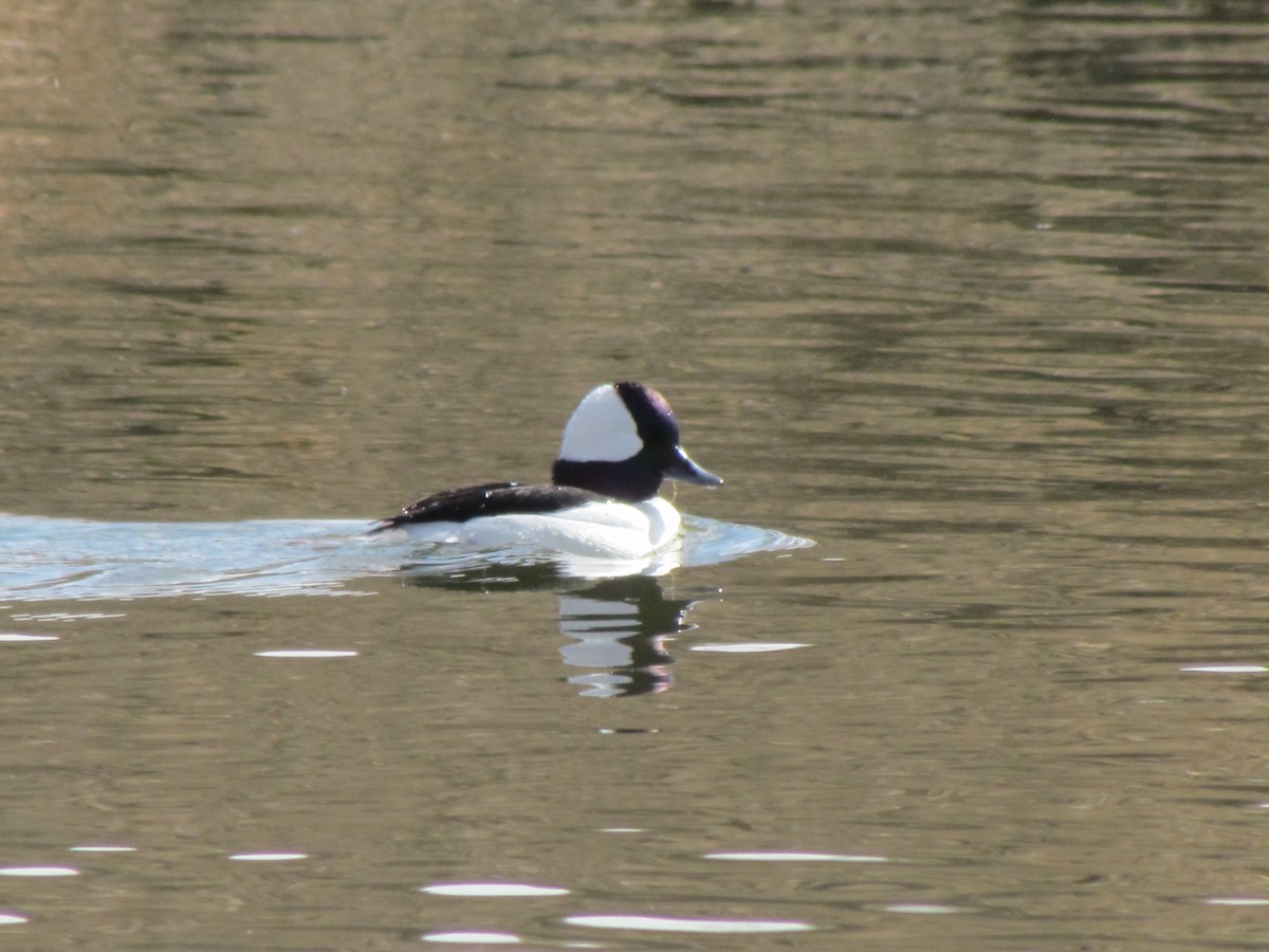 Bufflehead - ML146950471