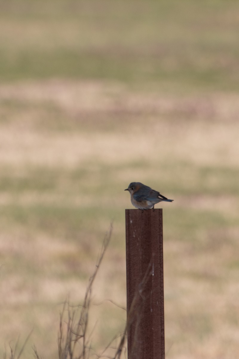 Eastern Bluebird - ML146951711