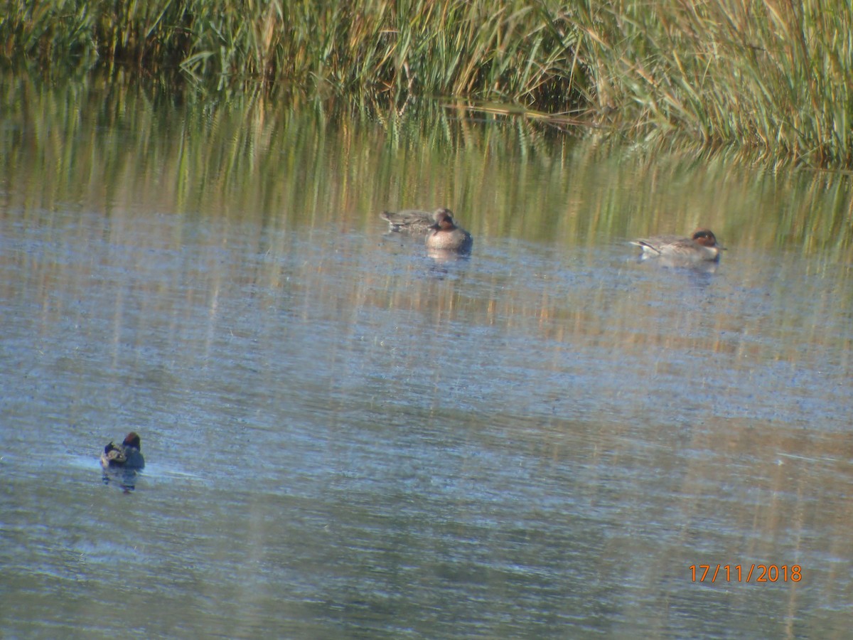 Green-winged Teal - ML146951801