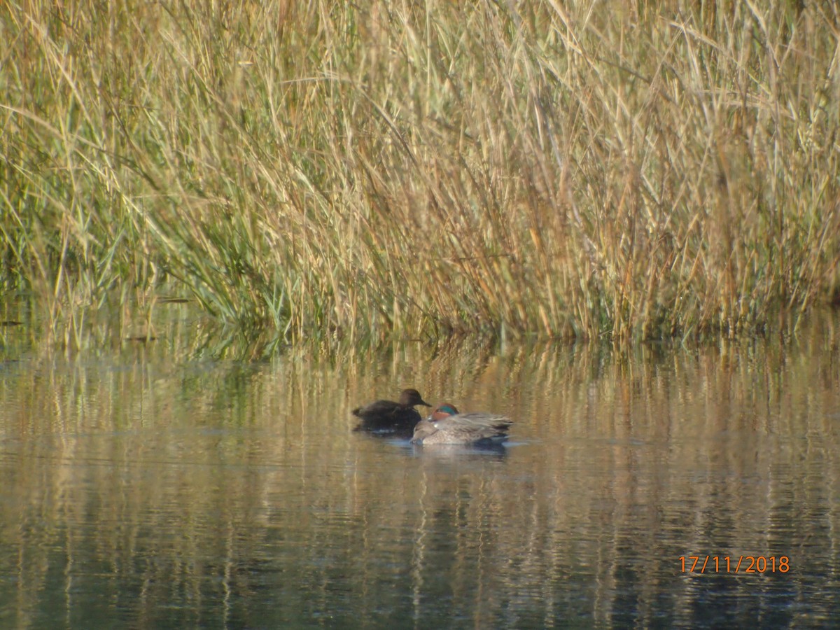 Green-winged Teal - ML146951811