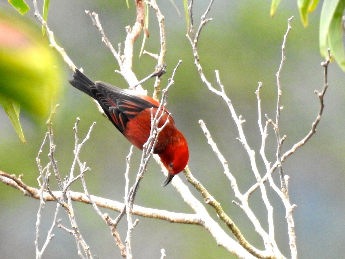 Apapanekleidervogel - ML146952241