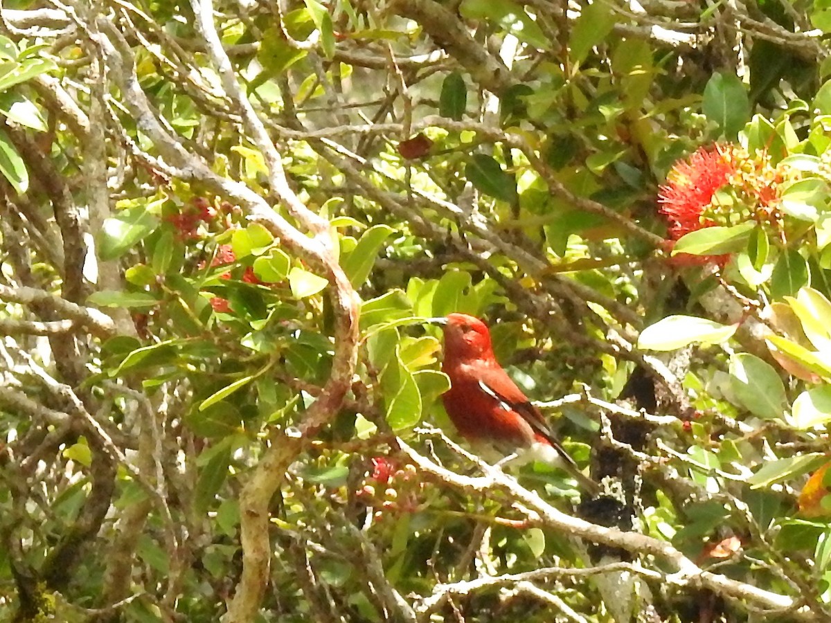 Apapanekleidervogel - ML146952381