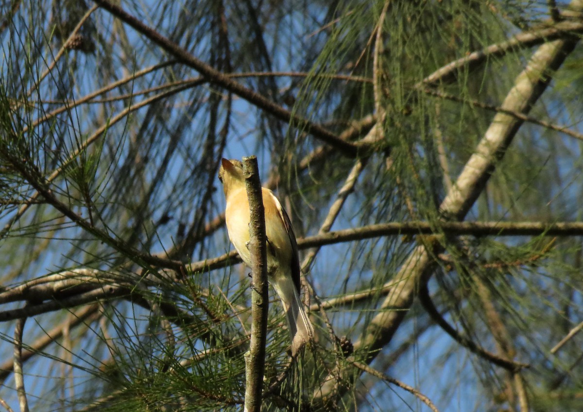 Buff-breasted Flycatcher - Alberto Lobato (El Chivizcoyo)