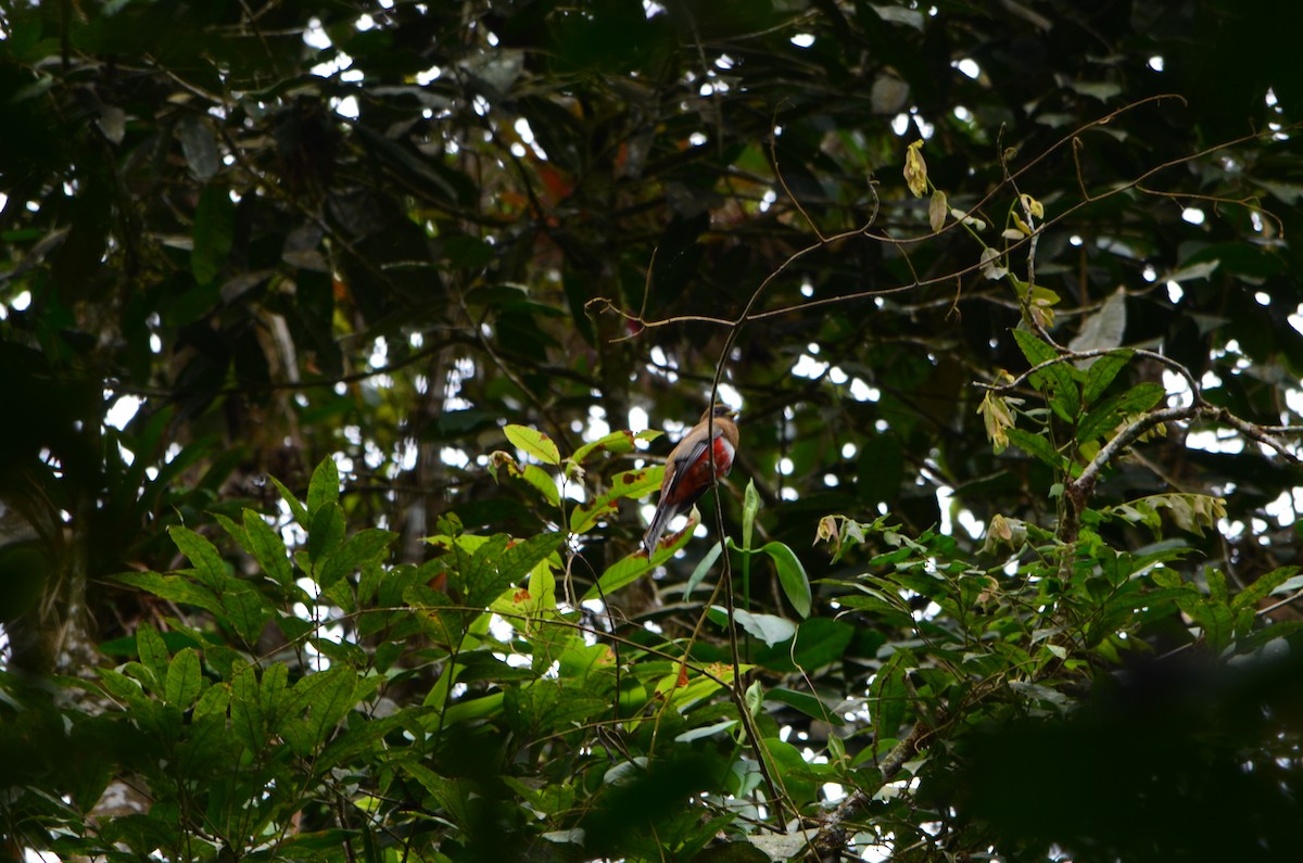 Collared Trogon - Mariamar Gutierrez