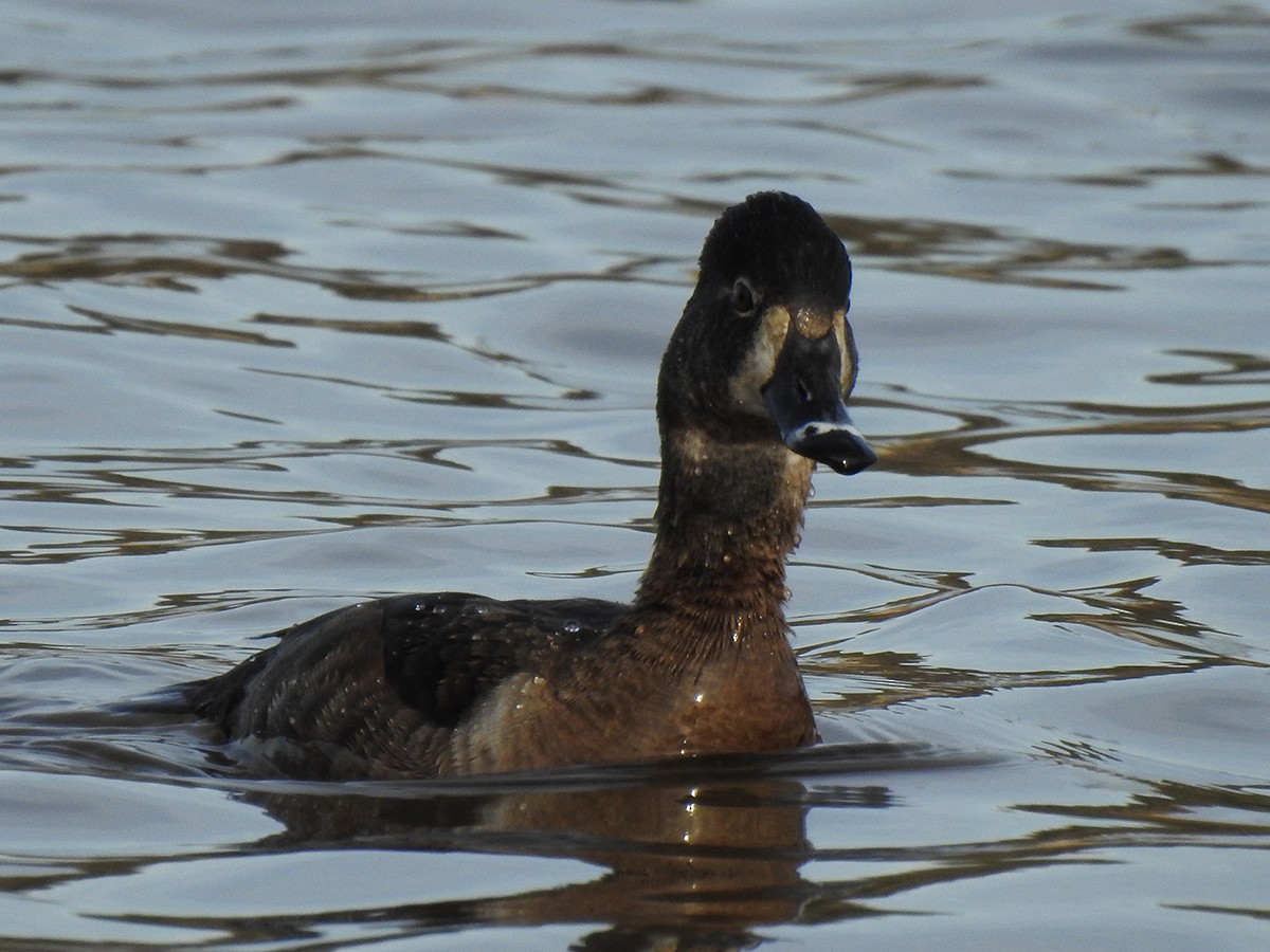 Ring-necked Duck - Jerry Bombardier