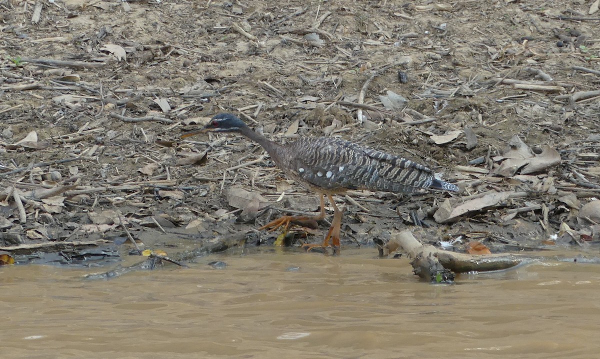 Sunbittern - ML146958771