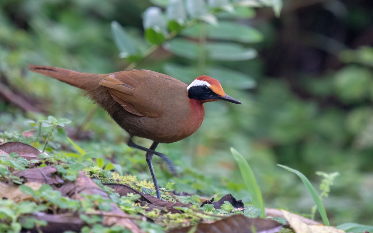 Malaysian Rail-babbler - ML146959011