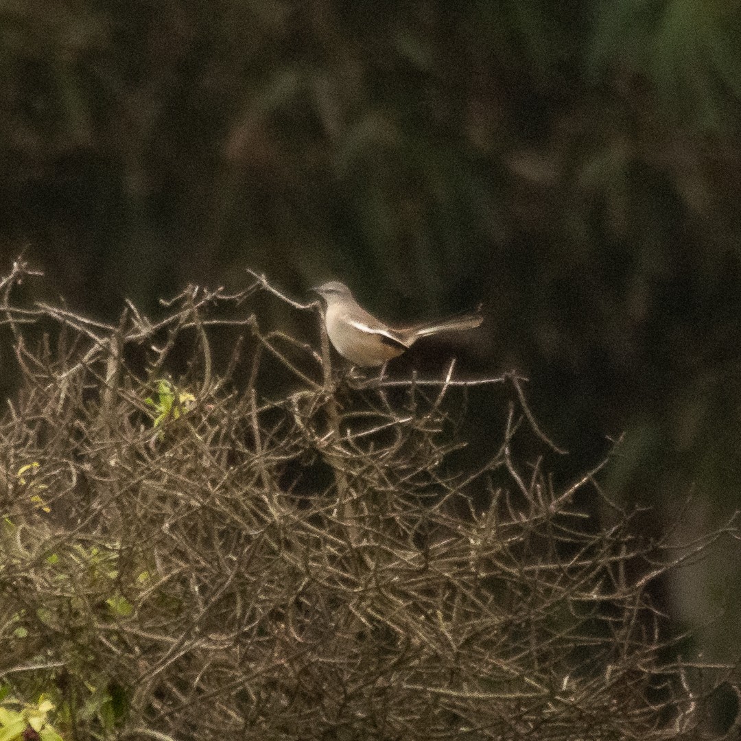 White-banded Mockingbird - Pablo Galdames
