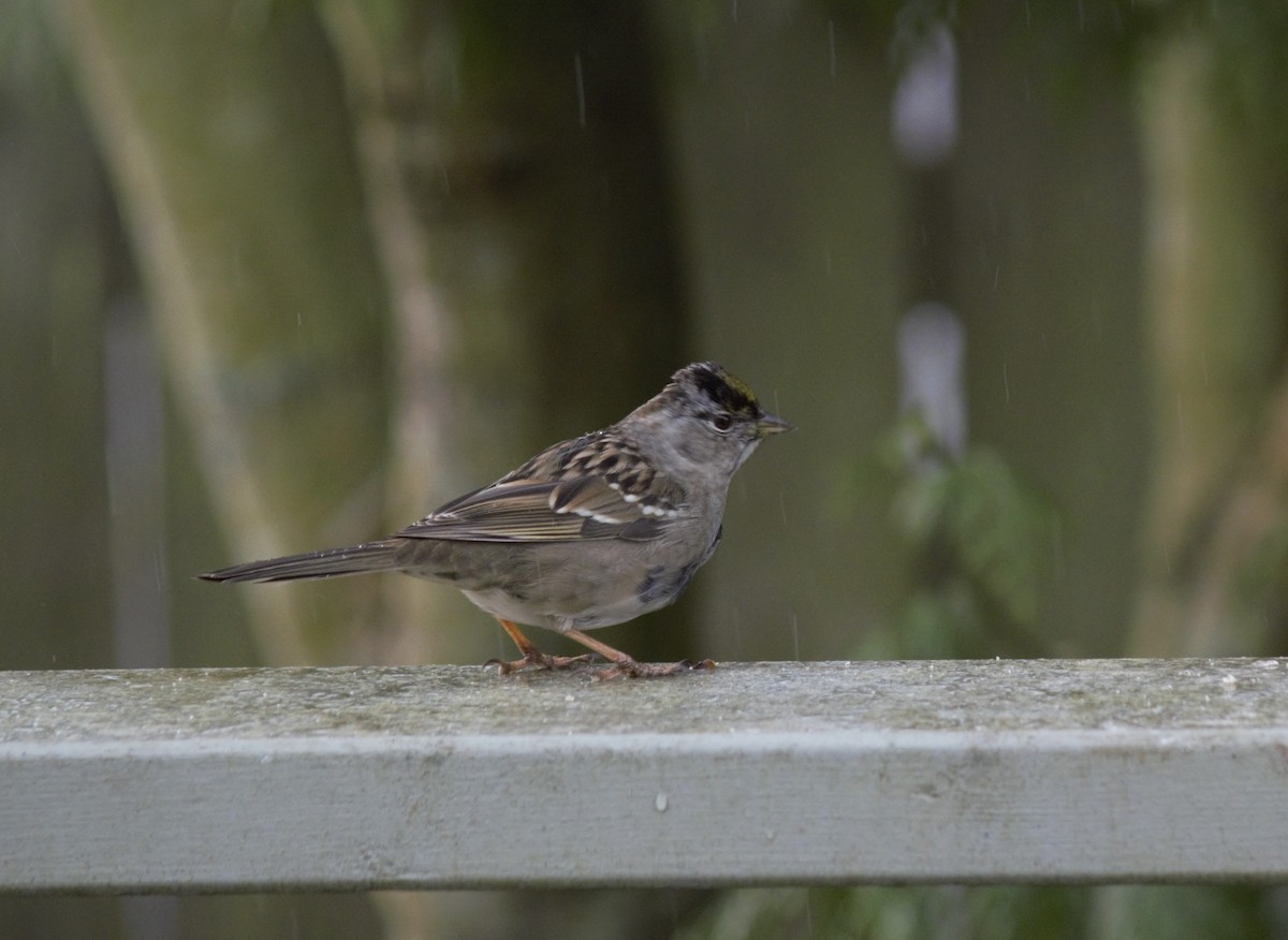 Golden-crowned Sparrow - Adrian Round