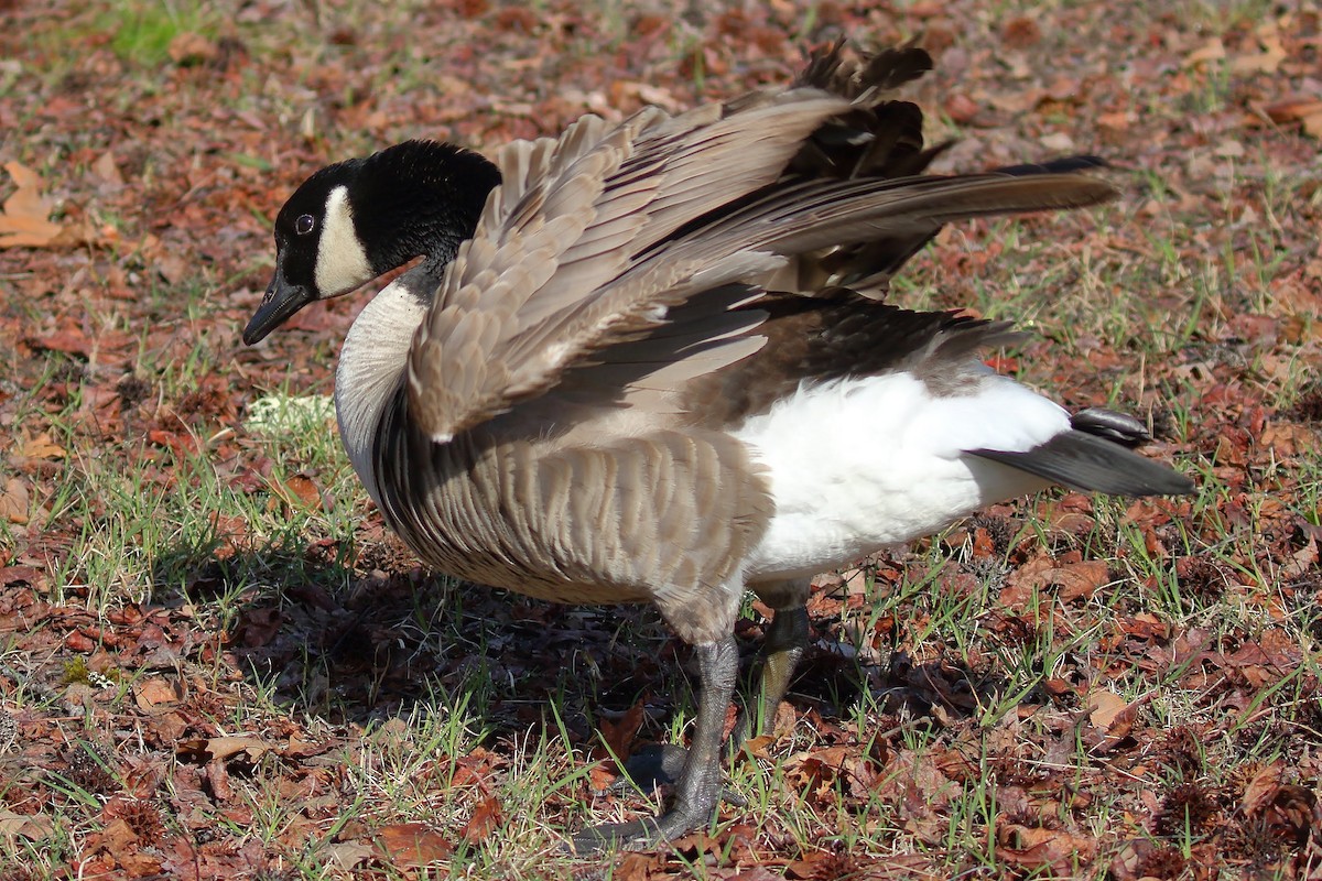 Canada Goose - Keith Leland