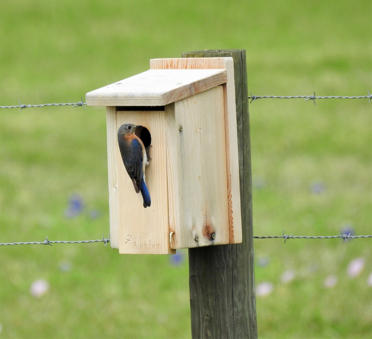 Eastern Bluebird - John Landa