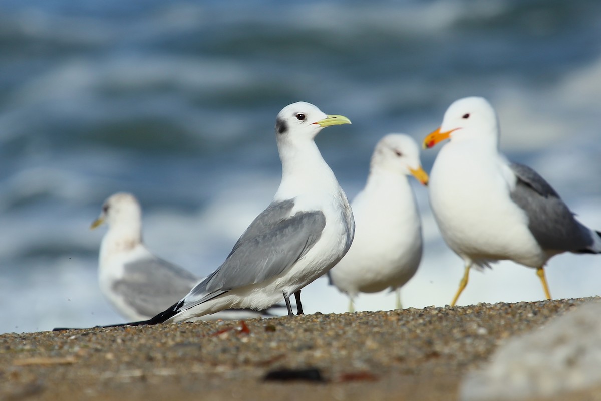 Black-legged Kittiwake - ML146964021