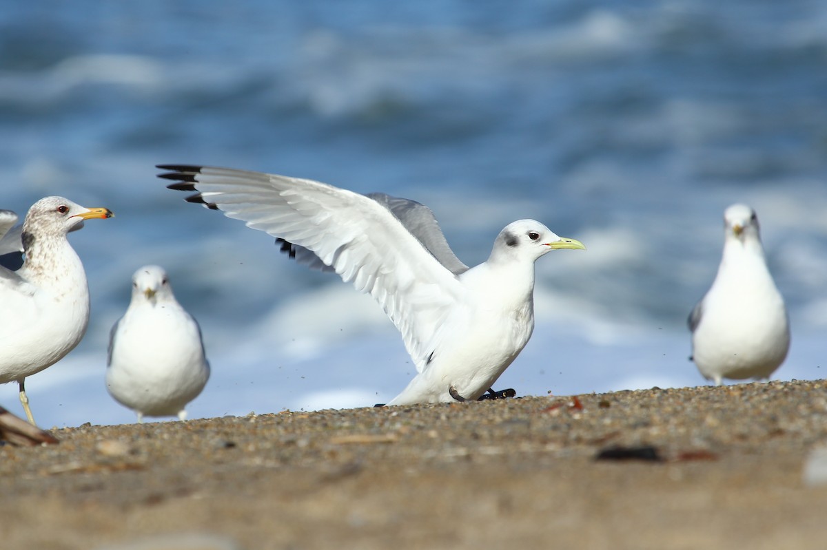 Black-legged Kittiwake - ML146964041