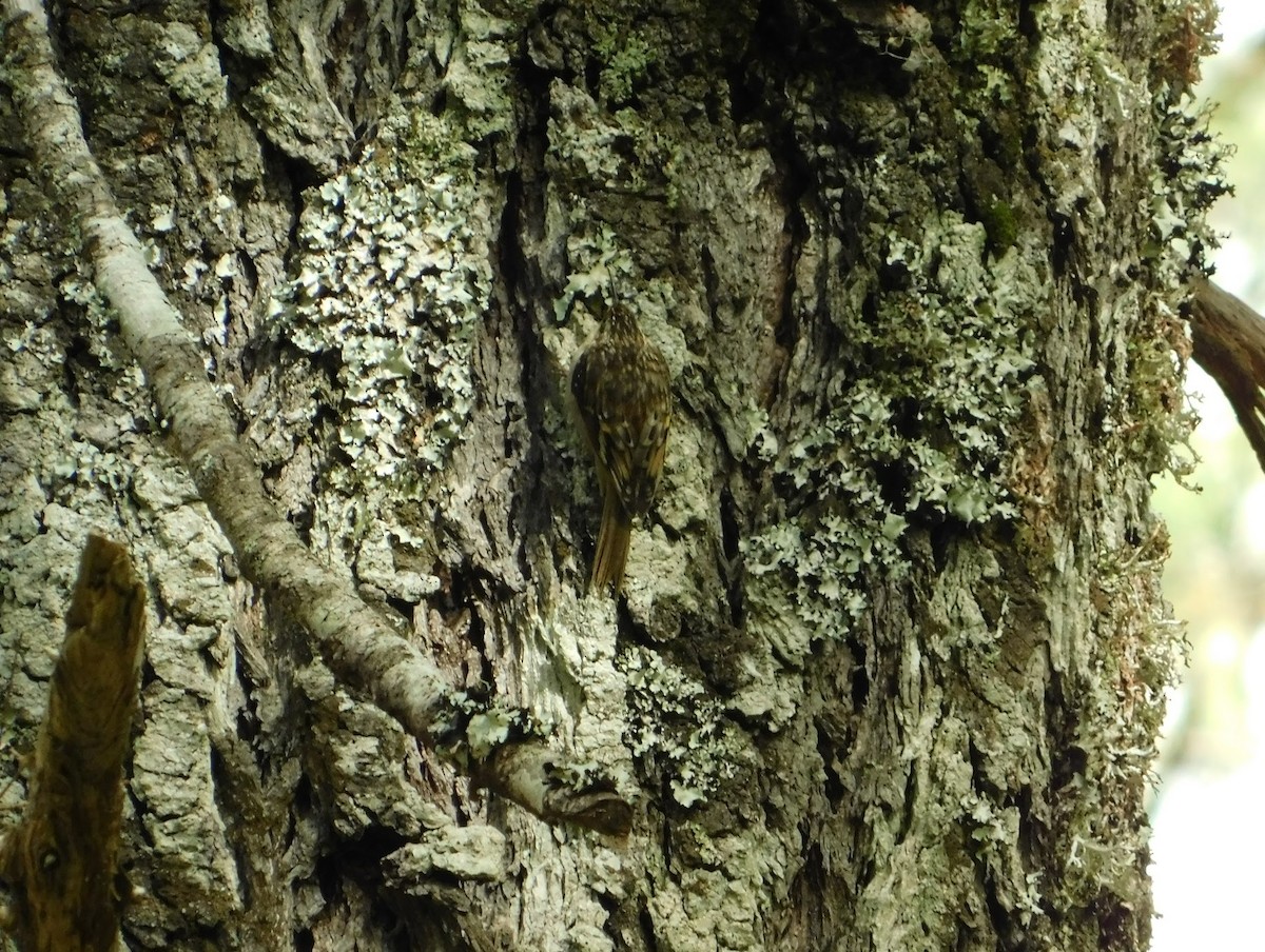 Brown Creeper - ML146964461