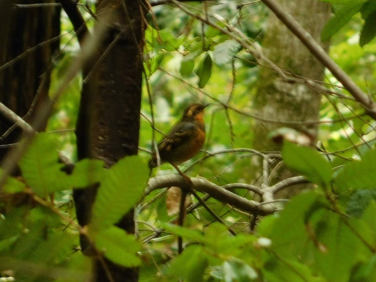 Varied Thrush - ML146964521