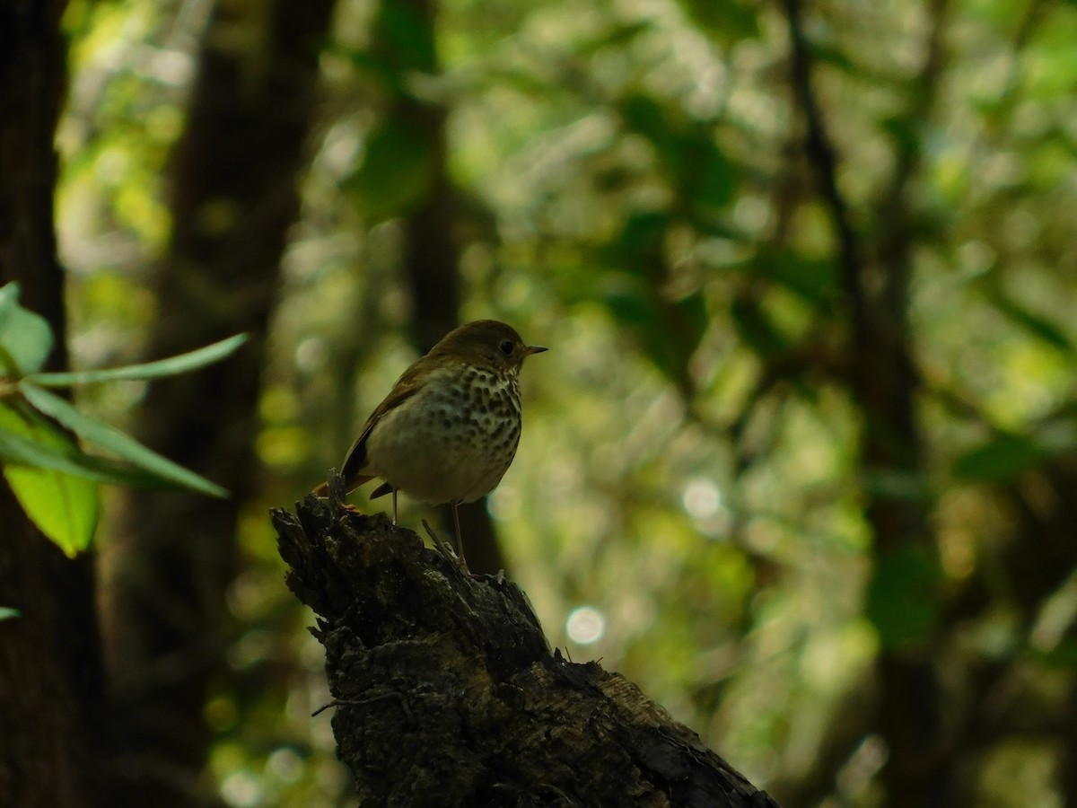 Hermit Thrush - ML146964561