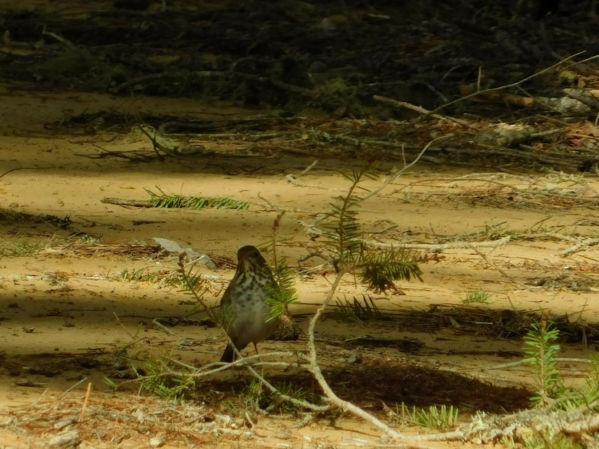 Hermit Thrush - ML146964571