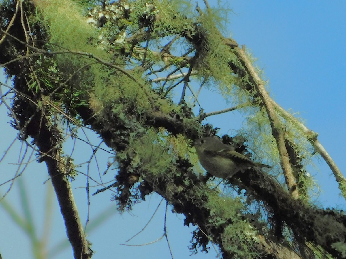 Ruby-crowned Kinglet - ML146964731