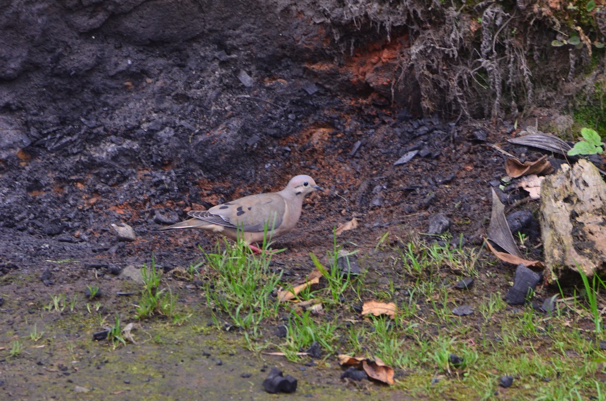 Eared Dove - ML146966351