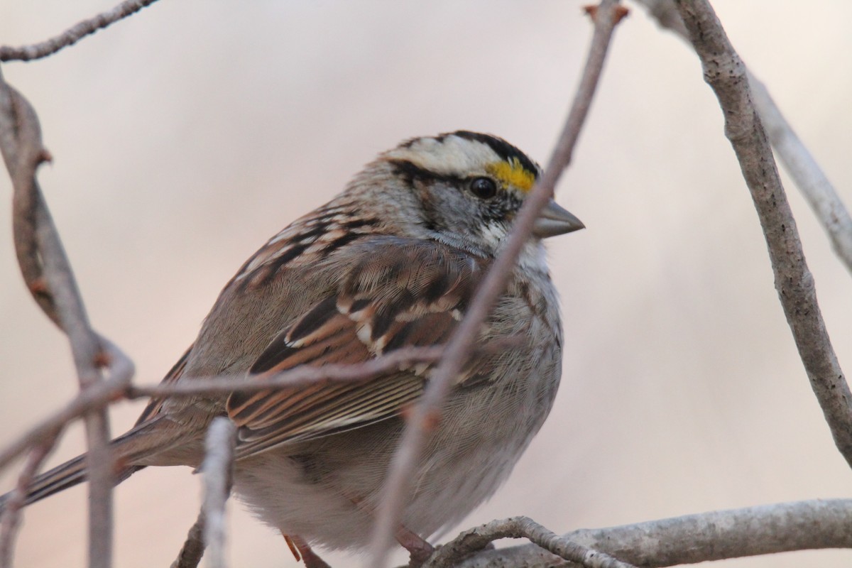 White-throated Sparrow - ML146968411