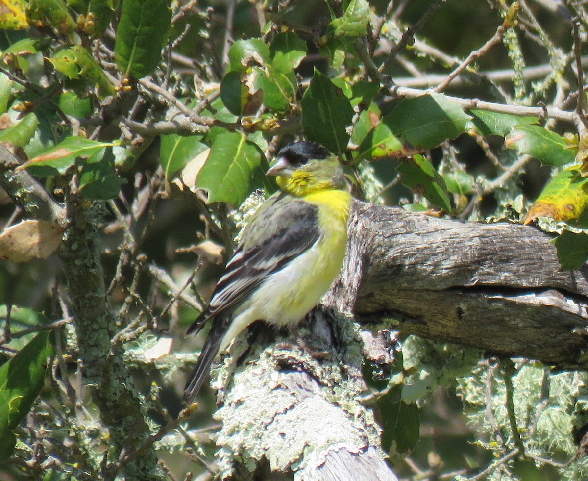 Lesser Goldfinch - ML146969051