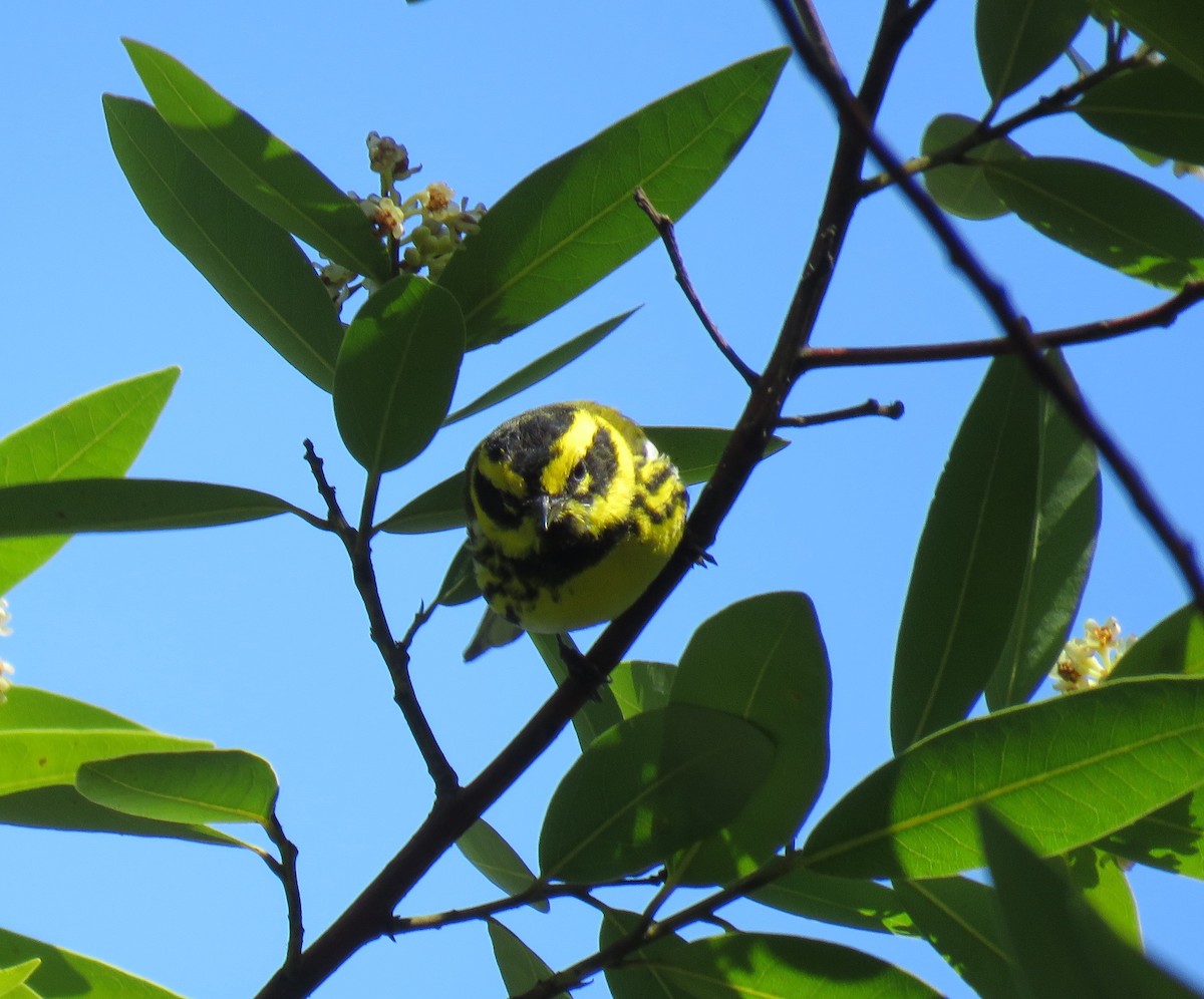 Townsend's Warbler - ML146969141