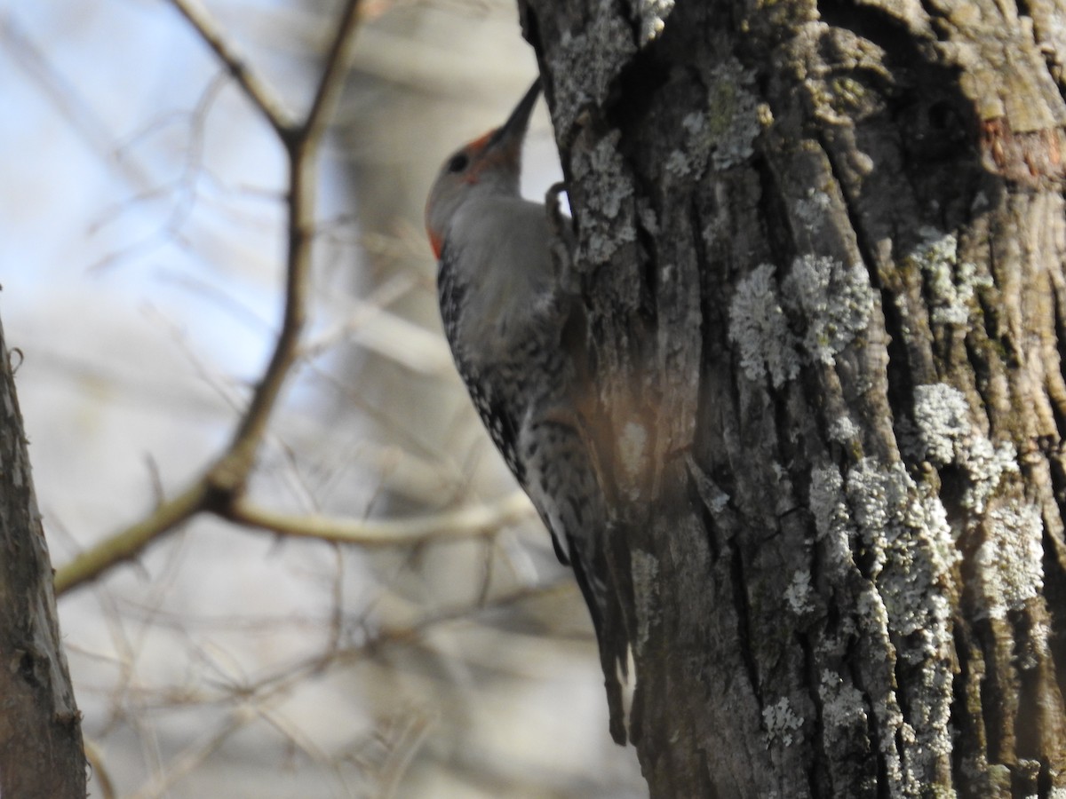 Red-bellied Woodpecker - David Whitehouse