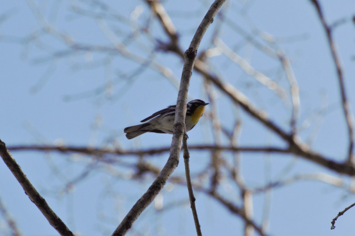 Yellow-throated Warbler - Andrew Lydeard