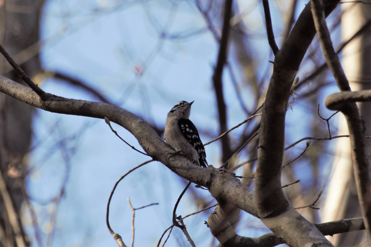 Downy Woodpecker - ML146970231